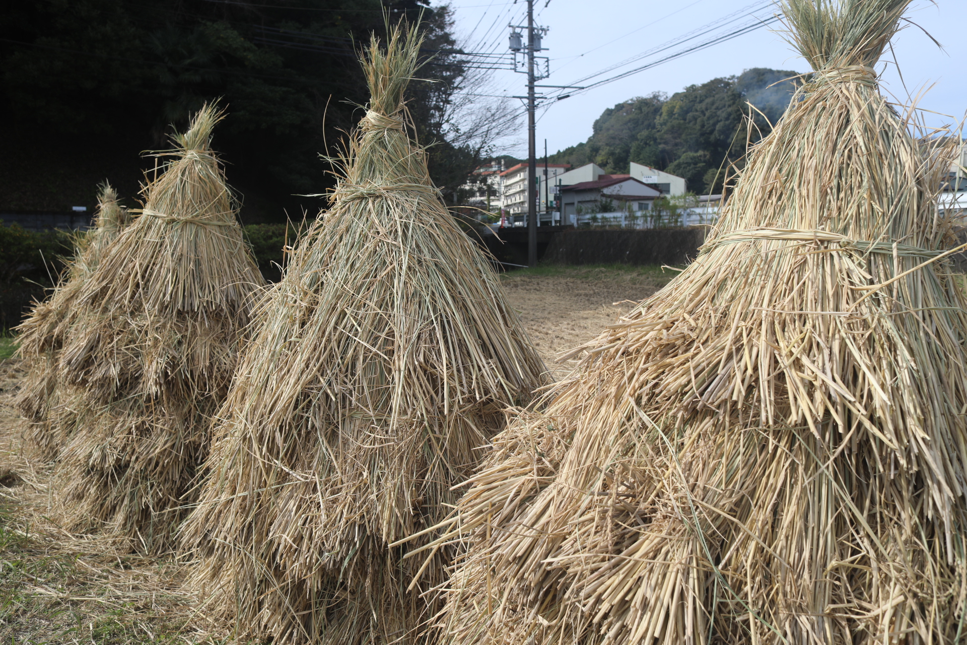 すすきぼうしが登場しました